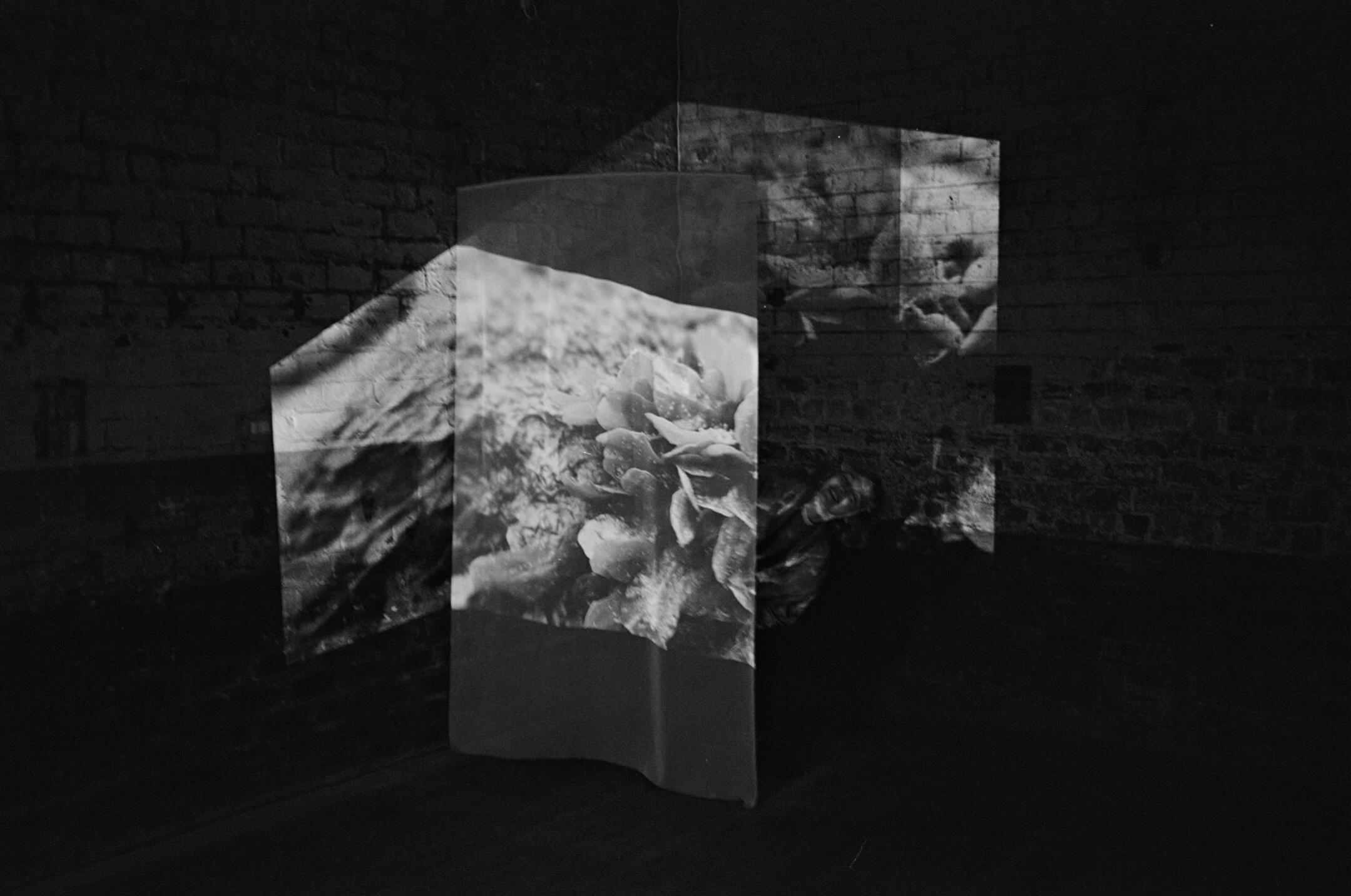 Endless Forms, collaborative installation with Safia Hamidat, 2026
